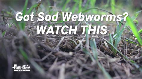 3 Tips To Deal With Sod Webworms HomeShow Radio Show Tom Tynan