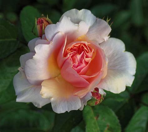 Roses Plant Care And Collection Of Varieties