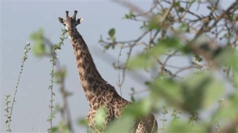 Giraffes Now Facing Extinction Warn Conservationists Extinction