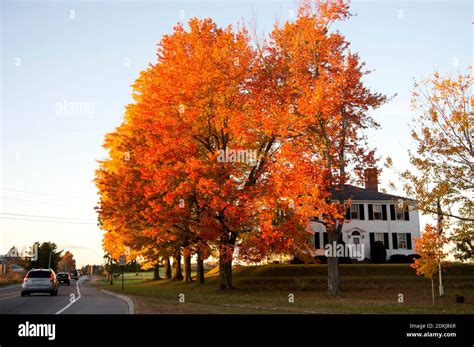 Fall Colors On A Huge Maple Tree At Sunset Rural Maine Highway