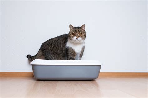 Cat Will Pee In Litter Box But Not Poop Deals Save 55 Idiomasto