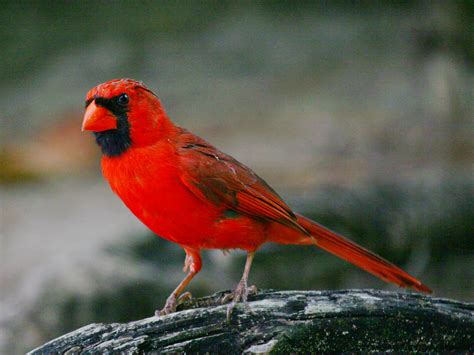 Images Of Red Cardinal Birds Relationship Quotes