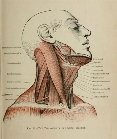 Fig 53 “the Triangles Of The Neck” Text Book Of Massage And Remedial Gymnastics 1916