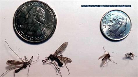 Giant Mosquitoes Invading Southern California Abc7 Chicago