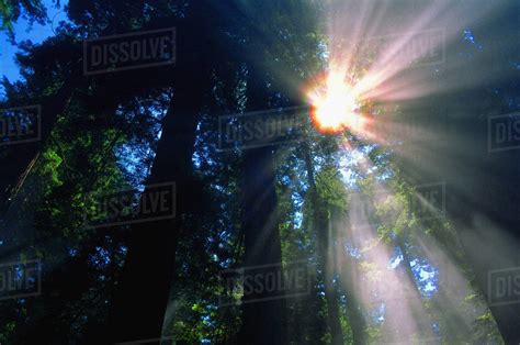 Sunlight Filtering Through Dense Forest Foliage Stock Photo Dissolve
