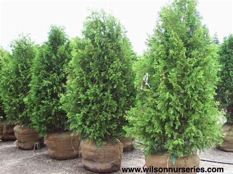 Dark Green Arborvitae Wilson Nurseries