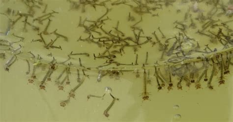 Tadpoles Or Mosquito Larvae