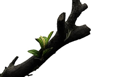 Tree Branch Png Free Logo Image