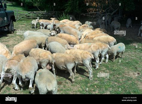Herd Of Shorn Sheep Being Fed Stock Photo Alamy