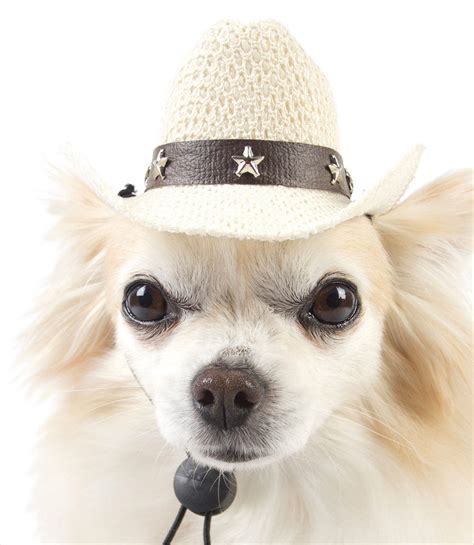 Cowboy Hats For Dogs Gw Little