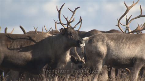 Caribou Wildlife Footage Wildlife Footage