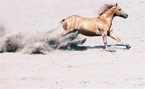 Twister American Quarter Horse Stallion Amy Williams Flickr
