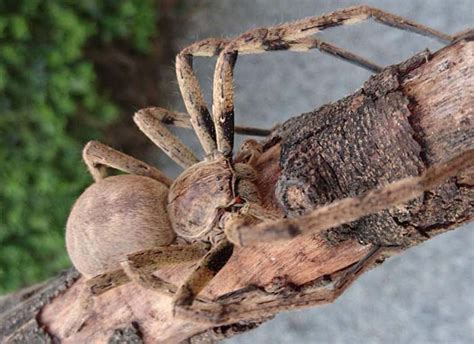 Huntsman Spider From South Africa Whats That Bug