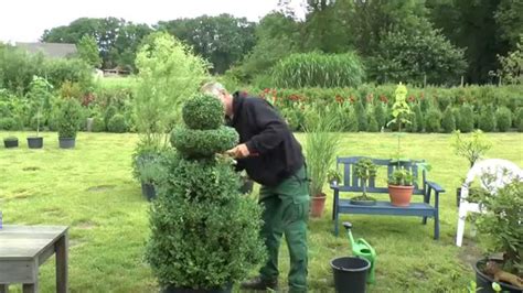 Ein starker rückschnitt bewirkt ein stärkeres wachstum der rosen. Buchsbaum Buxus Boxwood neu gestalten, re style | Buche ...