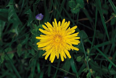 Dandelion Definition Uses And Facts Britannica