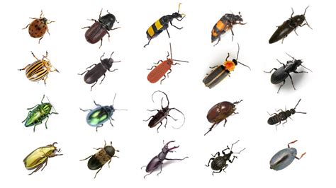 🪲 🐞 Types Of Beetles Learn Types Of Beetles In English Beetles In