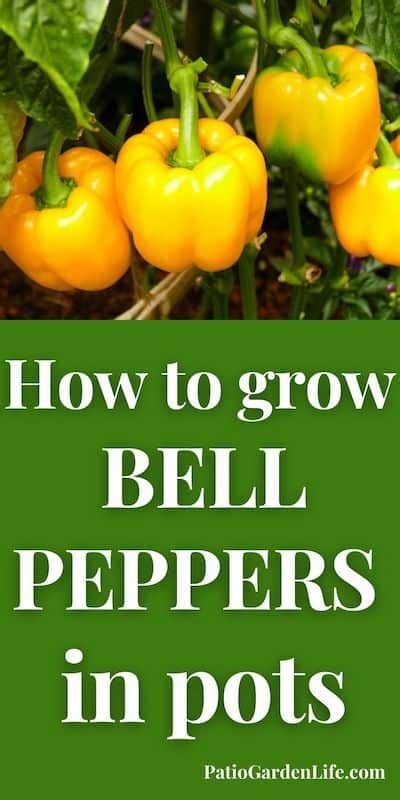 How To Grow Bell Peppers In Containers Patio Garden Life