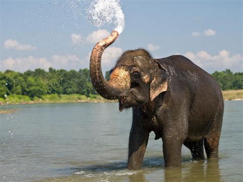 Asian Elephant Wallpapers Wallpaper Cave
