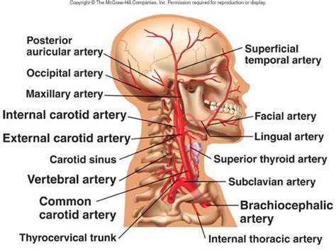 The internal carotid artery (latin: CLASS BLOG: BIO 202 Arteries and Veins KEY