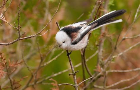 Long Tailed Tit Aegithalos Caudatus Autumn Morning In The Forest