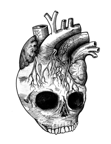 Vintage anatomy print features a diagram of the human stomach. Detailed Anatomical Heart Skull Black and White by iiixtheory