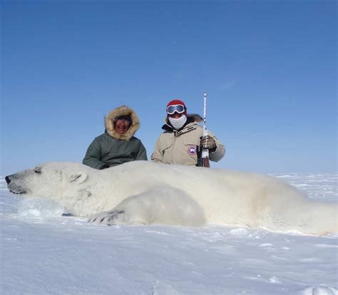 Canadian Arctic Polar Bear Hunt Ameri Cana Expeditions