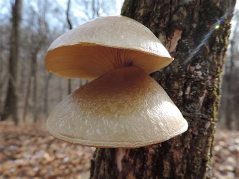 Oyster Mushroom Pleurotus Ostreatus Identification