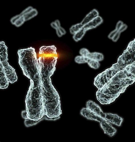 As Anomalias Cromossomicas Sao Bastante Frequentes Na População Humana