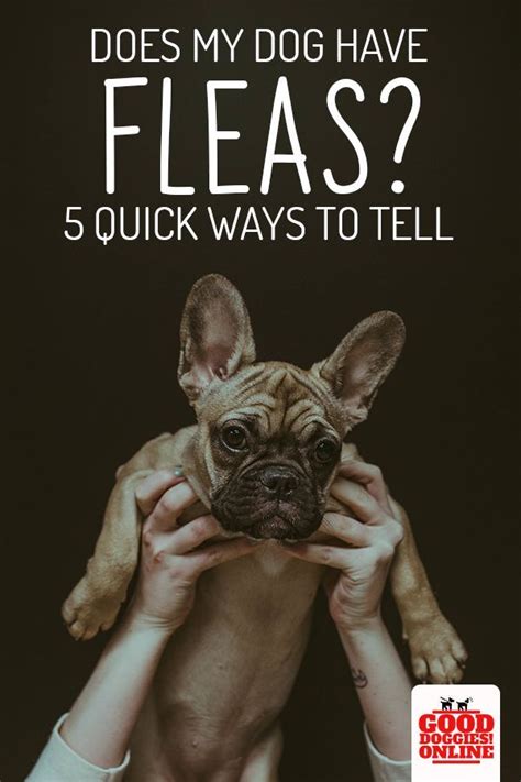Does My Dog Have Fleas 5 Signs To Know It Good Doggies Online