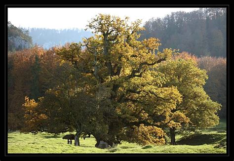 Le plus vieux chêne pédonculé d'Europe... - Regardeavecmes ...