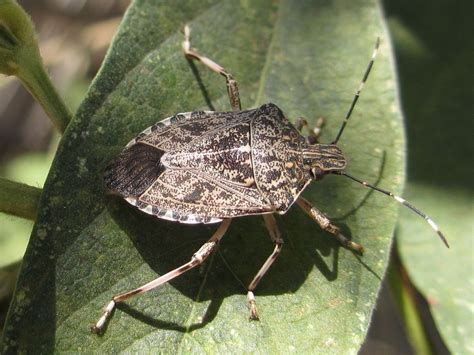 Stink Bug 101 An Introduction To Stink Bugs The Infinite Spider