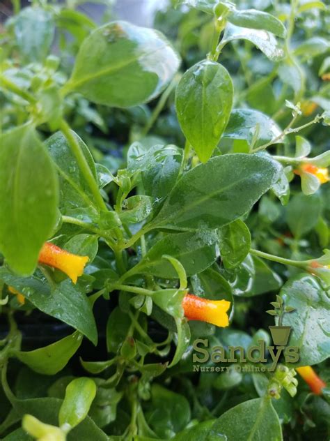 Vigorous vines require support with stakes or trellises and will climb fences or similar supports perennial and typically grown as a houseplant. Manettia Candy Corn Vine 3 inch pot - Sandy Nursery Online