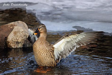 Clean Duck 1 Photograph By Jake Danishevsky