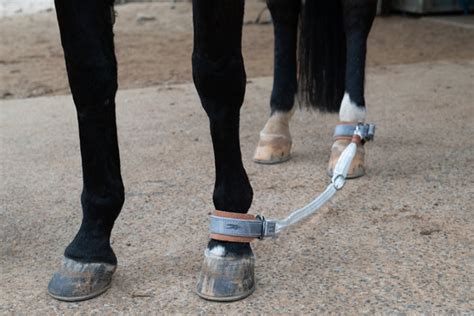 Quick Release Adjustable Sideline Set Horse Training Equipment