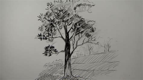 Learn to draw a fall tree. How to draw a tree using pencil (a simple tree) - YouTube