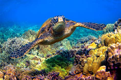 Shane Myers Photography Hawaiian Green Sea Turtle Underwater
