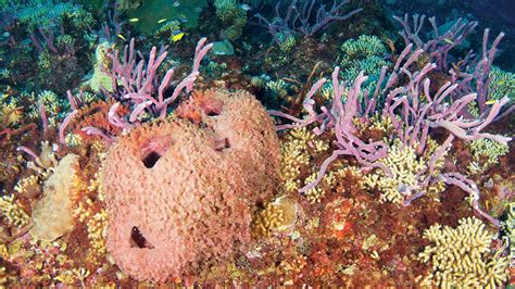 What Is Killing The Gulf Of Mexicos Coral Reefs