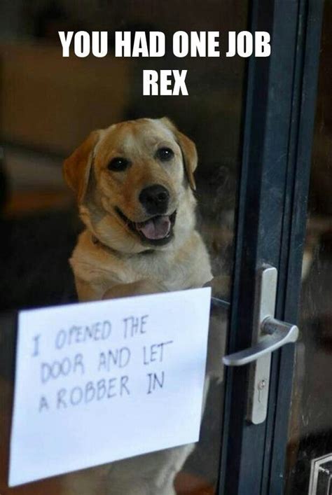 Failed At Being A Guard Dog Dog Shaming Funny Things Our Best
