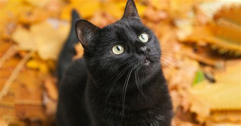 Why Black Cats Make Excellent Pets 13 Breeds To Choose From