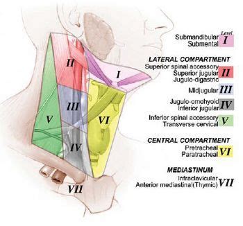 Diptiman baliarsingh 1st year pg, dept. neck dissection levels | Lymph nodes, Medical mnemonics ...