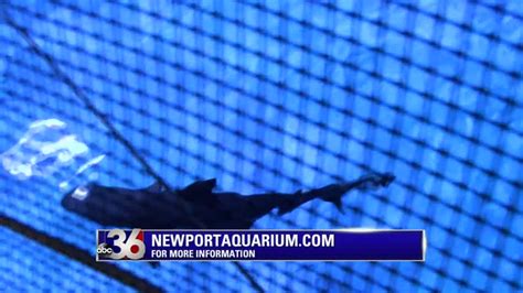 Newport Aquarium Shark Bridge Abc 36 News