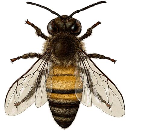 Download Bee Download Transparent Png Image Honey Bee Illustration
