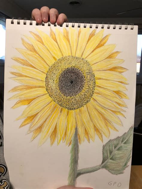 Sunflower Shading And Coloring Using A Pencil And Colored Pencils