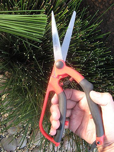 Garden Scissors Wildflower Seed And Tool Company