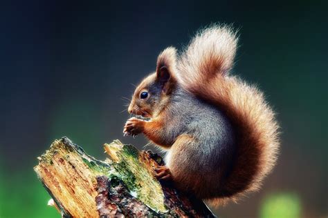 Squirrel Hd Wallpaper Background Image 1920x1280 Id336060