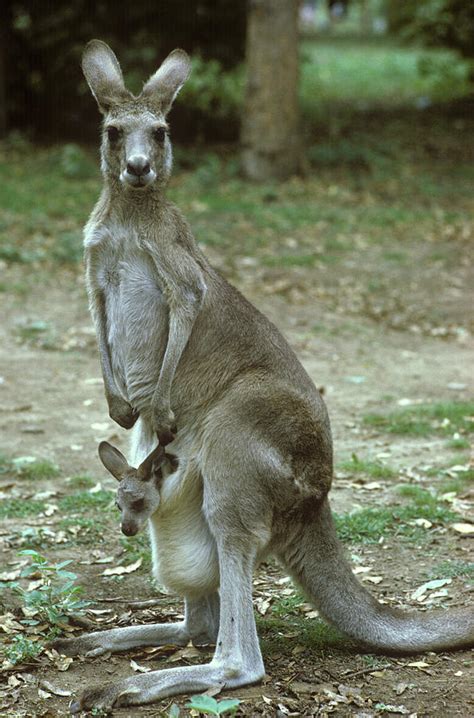 Eastern Grey Kangaroo Mother And Joey Photograph By George Holton