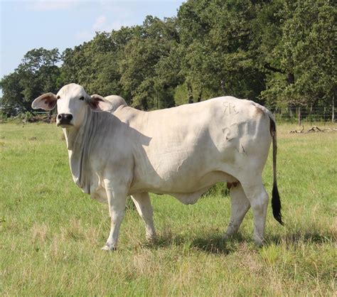 5 Brahman Cows All Bred Texas