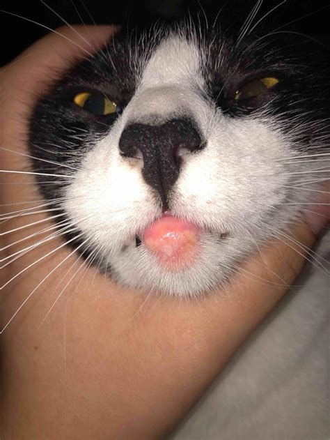 my cat s bottom lip is inflamed it s extremely red swollen and puss is coming out he s also