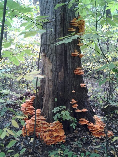 Official Indiana Mushroom Season 2014 Mushroom Hunting And