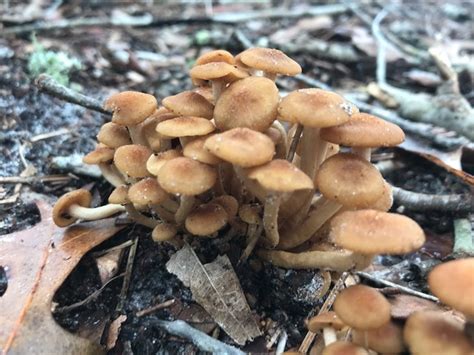 Central Florida Mushroom Identification Mushroom Hunting And